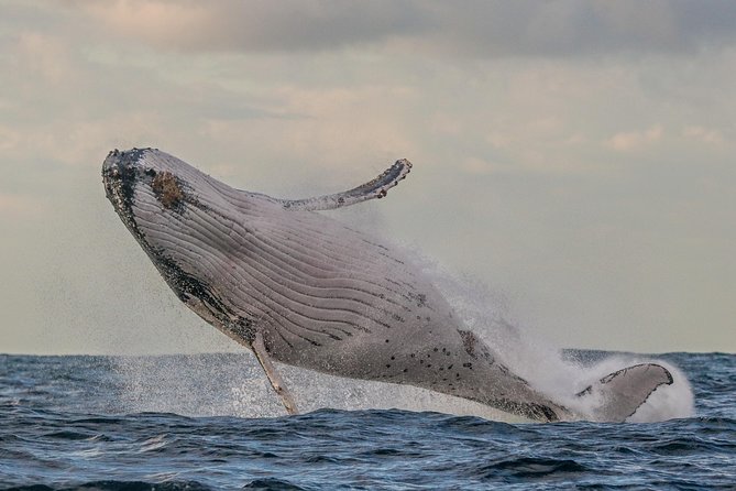 Port Stephens 3 Hour Whale and Dolphin Watch Cruise - Port Stephens by sail, not speedboat