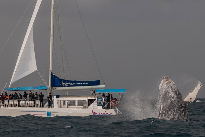 Port Stephens 3 Hour Whale and Dolphin Watch Cruise - The 3-hour rhythm: Nelson Bay to open ocean and back