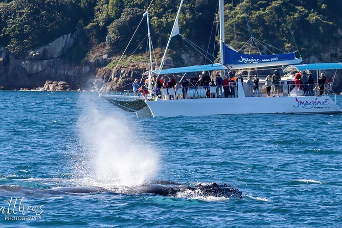 Port Stephens 3 Hour Whale and Dolphin Watch Cruise - Price and value: $62.04 with smart inclusions