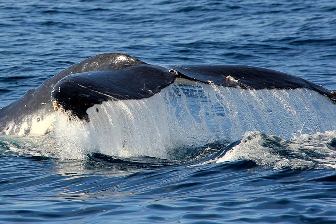 Port Stephens 3 Hour Whale and Dolphin Watch Cruise - Should you book the Port Stephens Whale and Dolphin Watch Cruise?