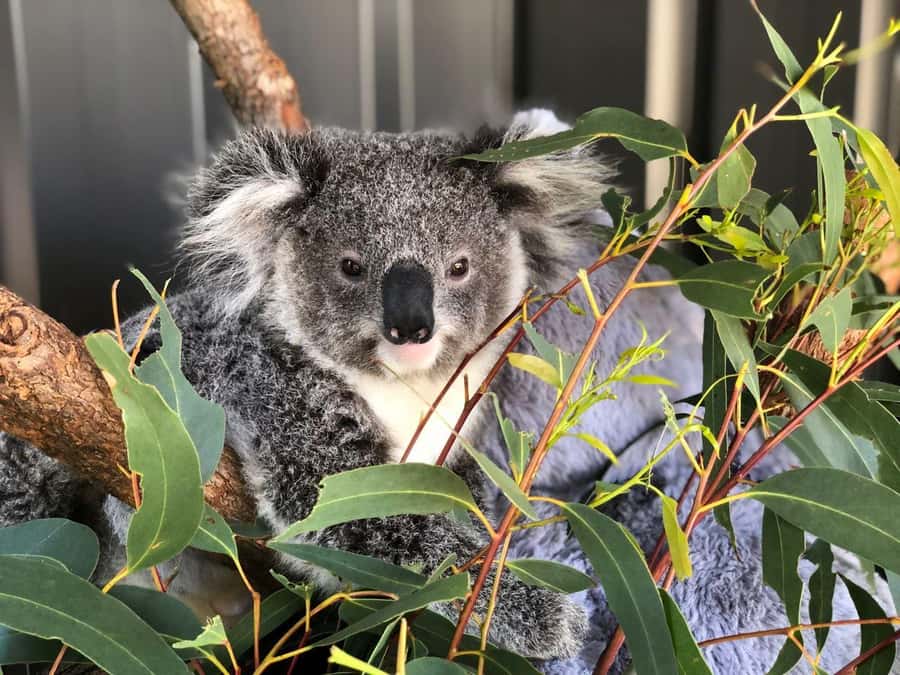 Port Stephens: Dolphin Cruise, Lunch, Koalas & Sandboarding - Key highlights