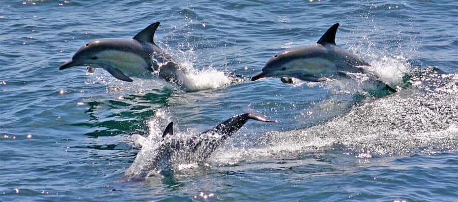 Port Stephens: Dolphin Cruise, Lunch, Koalas & Sandboarding - Final call: should you book this Port Stephens dolphin, koala, and sandboarding day trip?