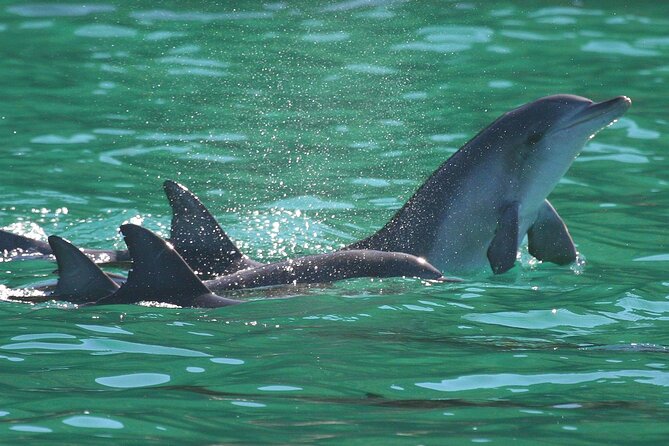 Port Stephens: Dolphin Discovery Cruise - Dolphin discovery: what you are actually paying for