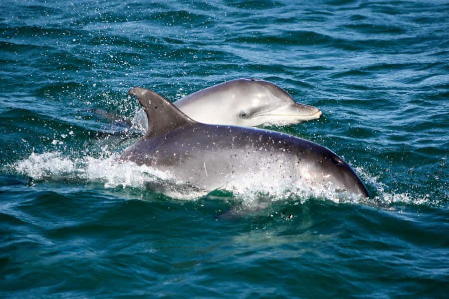 Port Stephens: Dolphin Watch Cruise with Swimming and Slides - Quick hits you can bank on