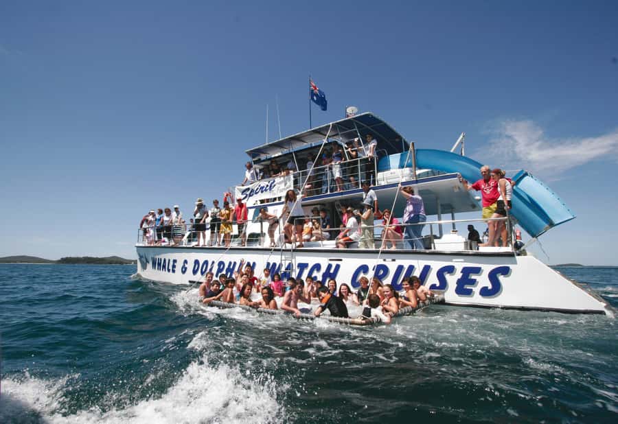 Port Stephens: Dolphin Watch Cruise with Swimming and Slides - The 2-hour cruise rhythm: search, sighting, and play