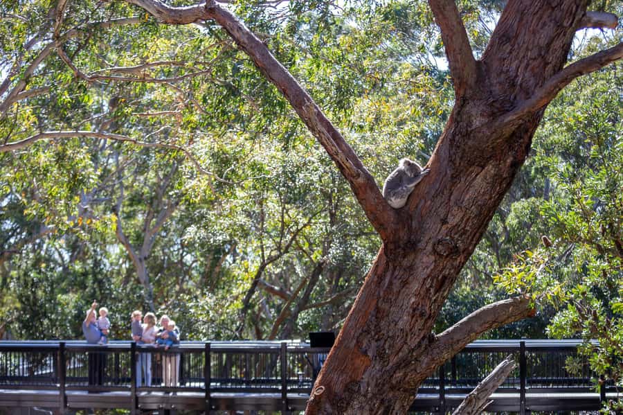 Port Stephens: Koala Sanctuary General Admission Ticket - Where the day starts: Sanctuary Story Walk in Port Stephens