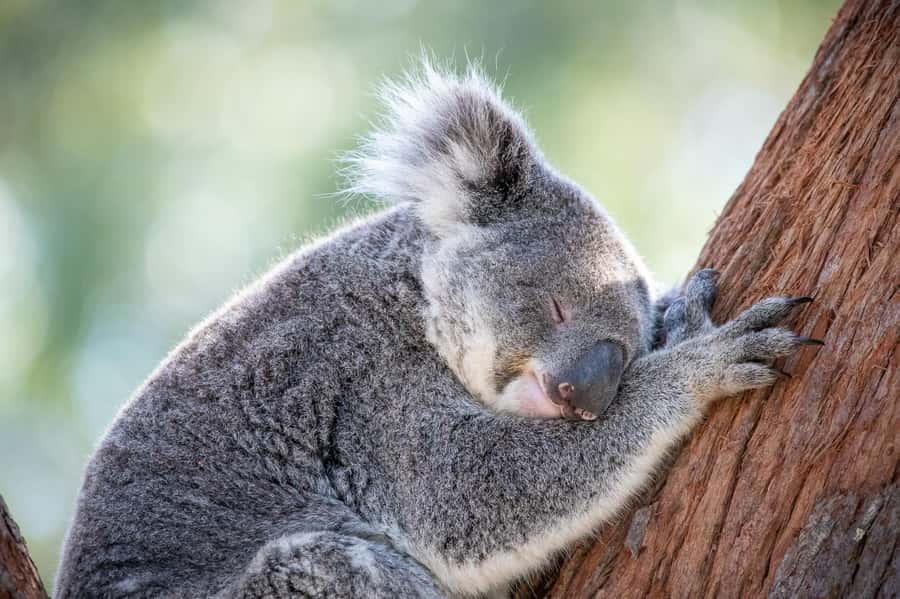 Port Stephens: Koala Sanctuary General Admission Ticket - The SKYwalk is the photo payoff: 225 m up in the tree canopy