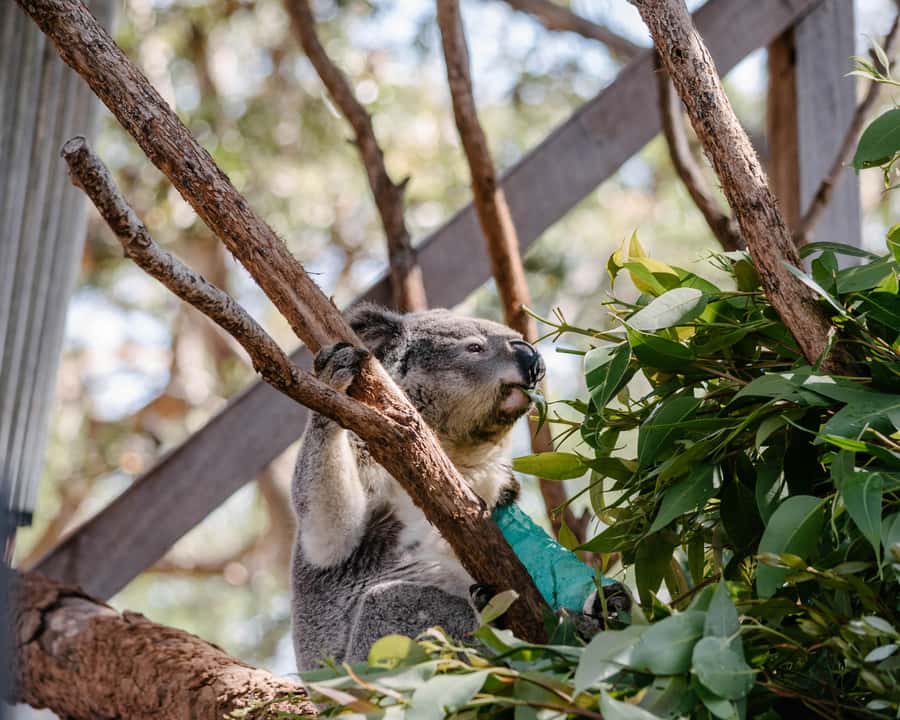 Port Stephens: Koala Sanctuary General Admission Ticket - Koala Hospital window time, plus the construction note