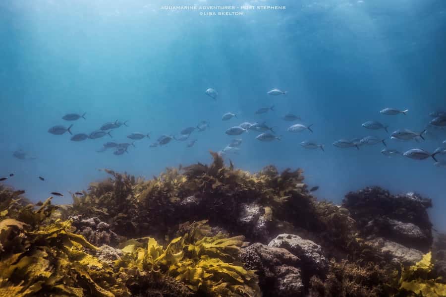 Port Stephens: Port Stephens Island Snorkel Adventure Cruise - What to bring so you do not waste time