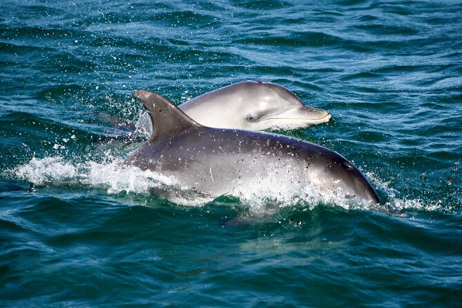Port Stephens: Splash 'n' Slide Dolphin Cruise - Crew, Group Size, and the Details That Keep It Fun