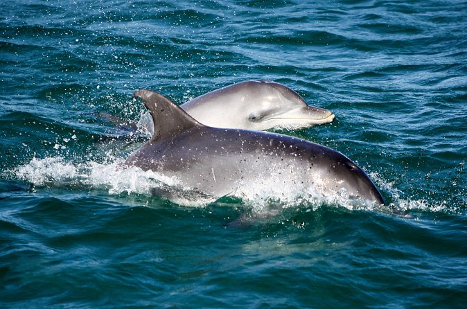 Port Stephens: Splash 'n' Slide Dolphin Cruise - Who This Cruise Fits Best (And Who Might Want a Different Plan)