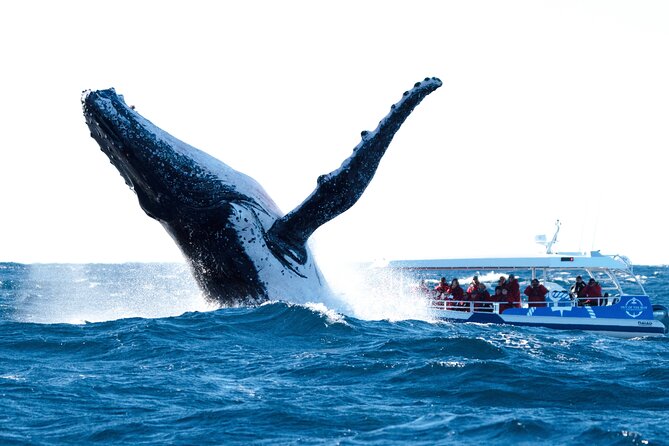 Premier Whale Watching Byron Bay - Key Takeaways