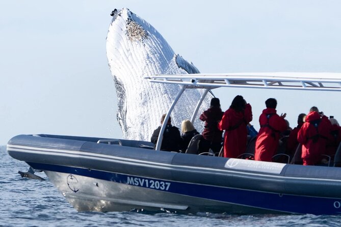 Premier Whale Watching Byron Bay - On Board With a Marine Biologist: What You Learn Before You See