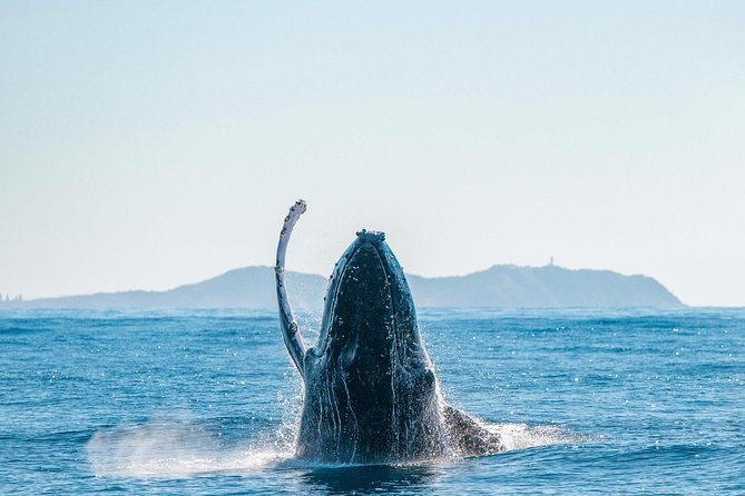 Premier Whale Watching Byron Bay - Where You Go, What You Might See, and Why Dolphins Often Join the Party