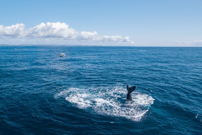 Premier Whale Watching Byron Bay - Seasickness, Spray Jackets, and Dressing for Real Coastal Weather