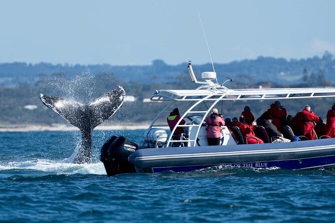 Premier Whale Watching Byron Bay - Photos, Small-Boat Feel, and That Extra Layer of Value