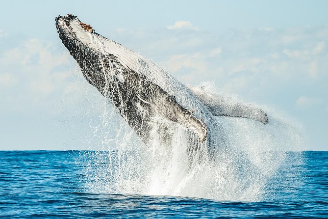 Premier Whale Watching Byron Bay - Boarding and the Short Safety Briefing That Keeps Things Smooth