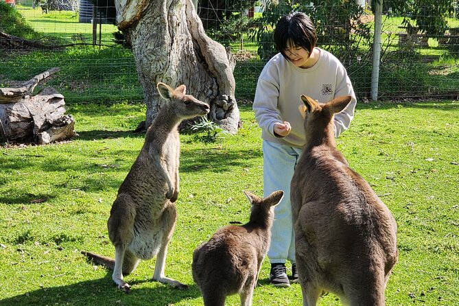 Premium Adelaide Hills Cleland Wildlife and Hahndorf Minibus Tour - Key Points You’ll Care About