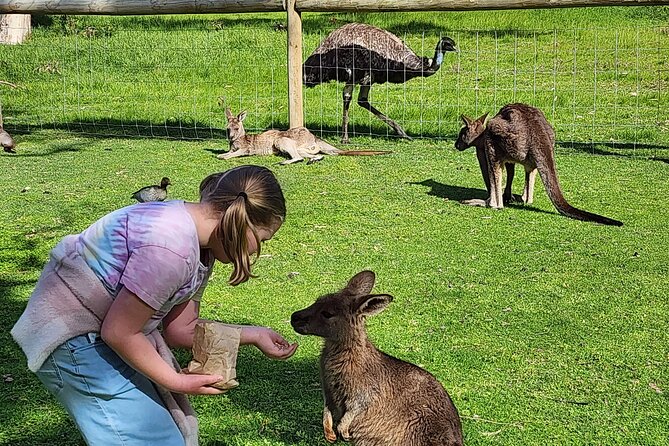 Premium Adelaide Hills Cleland Wildlife and Hahndorf Minibus Tour - Pickup in Central Adelaide or Glenelg, Then Out to Mount Lofty