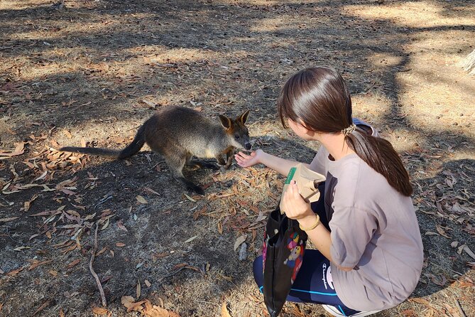 Premium Adelaide Hills Cleland Wildlife and Hahndorf Minibus Tour - Cleland Wildlife Park: The 2-Hour Animal Encounter You’ll Actually Remember