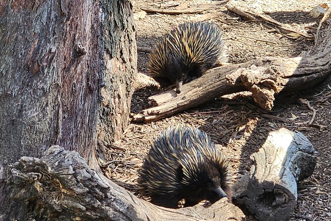 Premium Adelaide Hills Cleland Wildlife and Hahndorf Minibus Tour - The Scenic Drive Back Through the Adelaide Hills