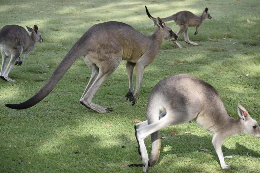 PREMIUM Great Ocean RD Tour REVRS-Luxry SML GRP-Hotel PickUP - Melba Gully and the rhythm of timed photo stops