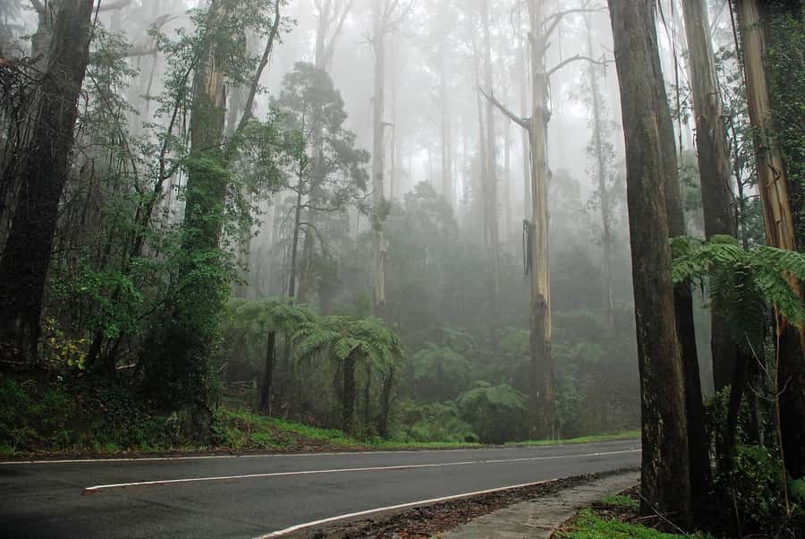 PREMIUM Great Ocean RD Tour REVRS-Luxry SML GRP-Hotel PickUP - Memorial Arch at Eastern View, then Anglesea and the return finish