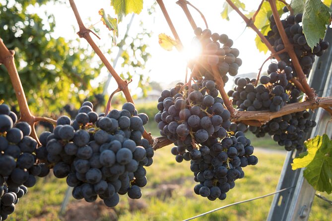 Premium Hunter Valley Wine Tour with Lunch from Sydney - Stop 1: Hunter Valley wine tastings with a guided cellar door feel