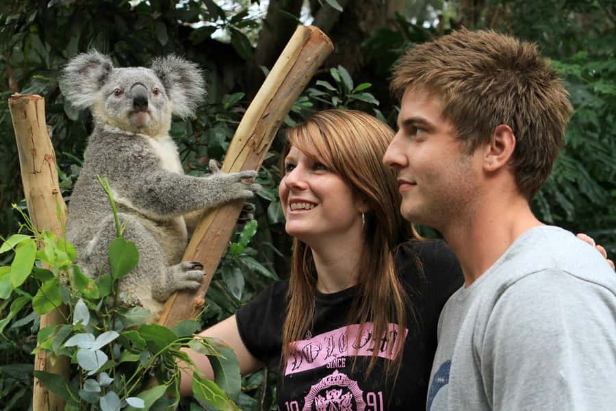 Private BlueMountains, ScenicWorld & AustralianWildlife Tour - Featherdale Wildlife Park: koalas and kangaroos, handled right