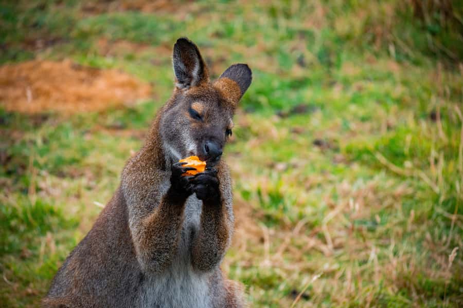 Private BlueMountains, ScenicWorld & AustralianWildlife Tour - Blue Mountains walk time and the Echo Point focus