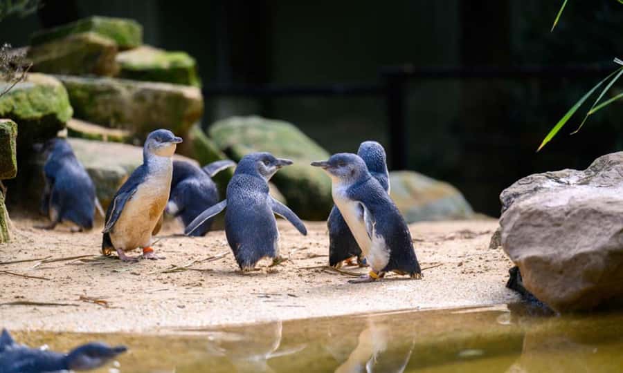 Private BlueMountains, ScenicWorld & AustralianWildlife Tour - The Three Sisters and their love story at 200 million years