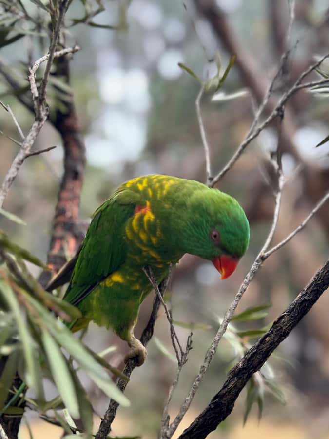 Private BlueMountains, ScenicWorld & AustralianWildlife Tour - Katoomba Falls and the walk you can actually control
