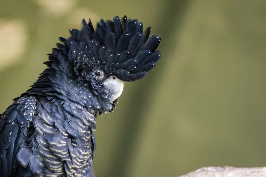 Private BlueMountains, ScenicWorld & AustralianWildlife Tour - Bird song at Sublime Point, plus the lookout hop for sunset views
