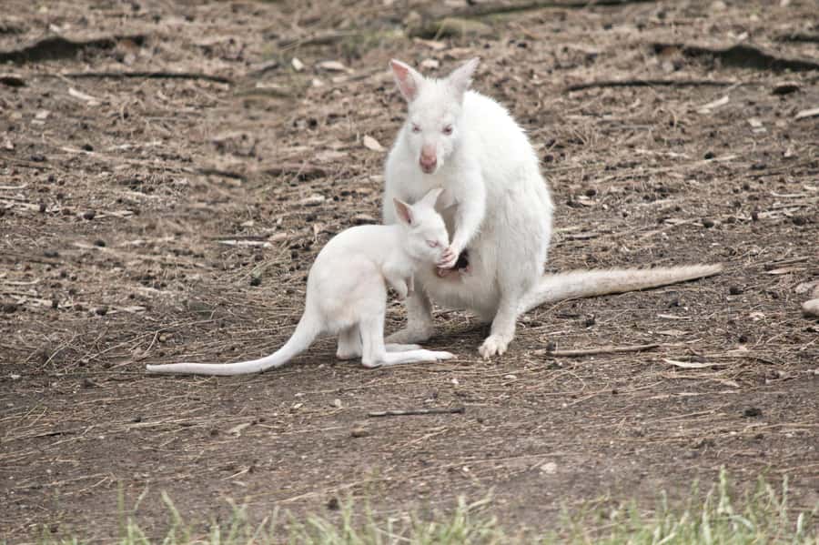 Private BlueMountains, ScenicWorld & AustralianWildlife Tour - Time in Katoomba, a useful break so you do not burn out