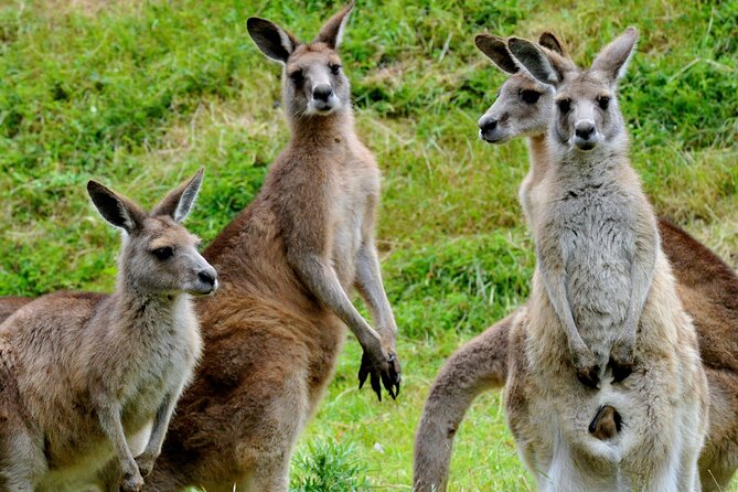 Puffing Billy And Healesville Sanctuary Scenic Tour - Yarra Valley Chocolaterie and Ice Creamery: quick tastings, smart shopping