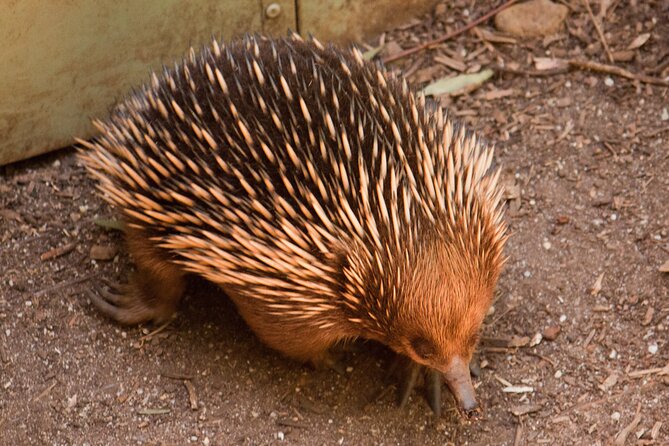Puffing Billy And Healesville Sanctuary Scenic Tour - Price and value at $163.53 per person
