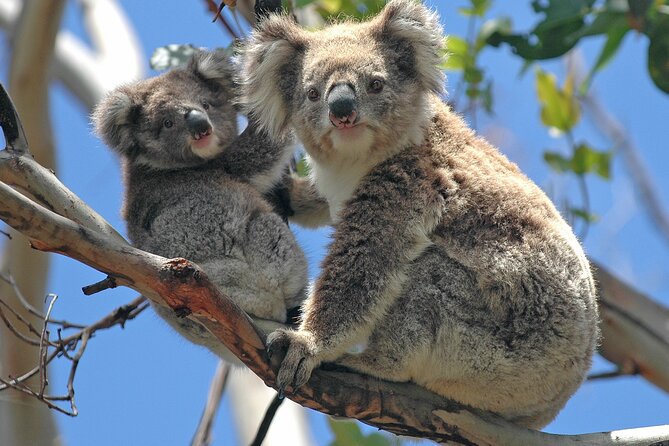 Puffing Billy And Healesville Sanctuary Scenic Tour - Who this tour fits best