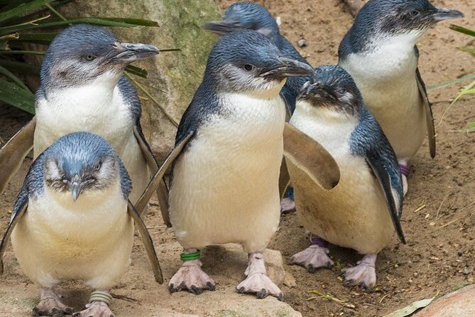 Puffing Billy And Phillip Island Penguin Parade Bus Tour - Phillip Island Penguin Parade at dusk: planning for waiting and unpredictability
