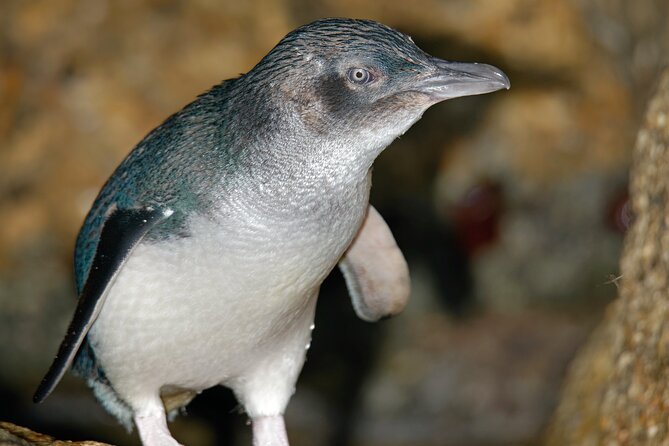 Puffing Billy And Phillip Island Penguin Parade Bus Tour - Price and value: is $171.42 a fair deal for this route?