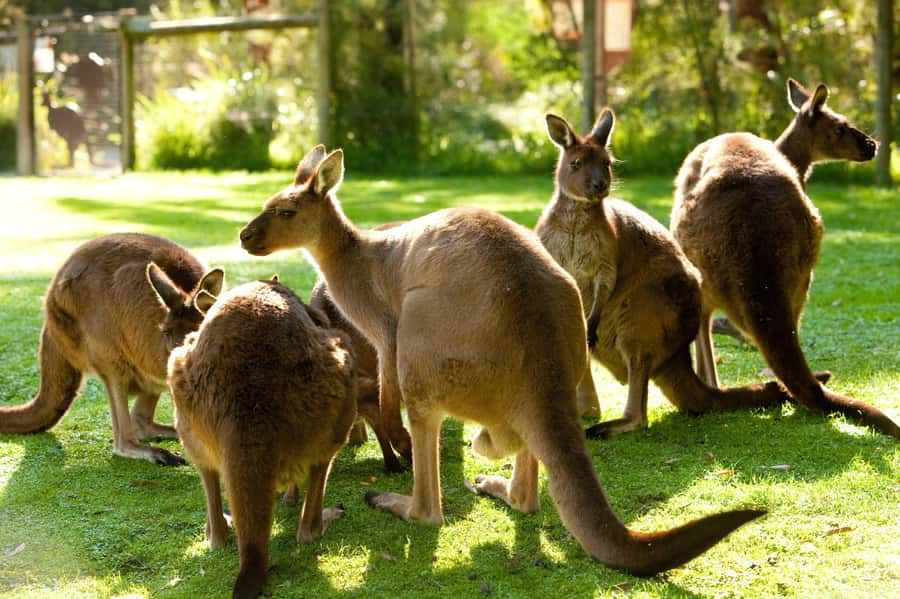 Puffing Billy, Healesville Sanctuary & Chocolatier - Yarra Valley Chocolaterie: A 12-Chocolate Guided Tasting