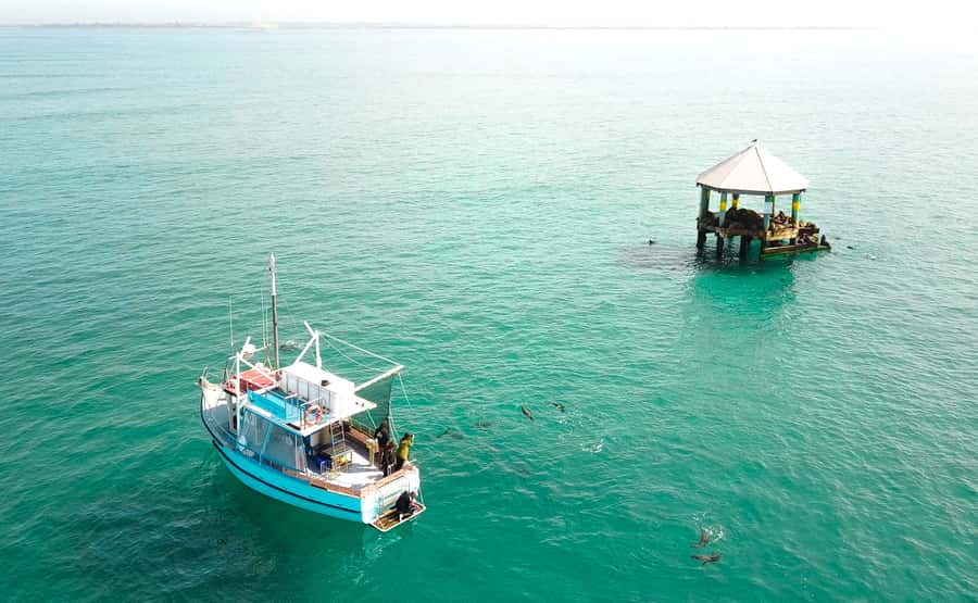 Queenscliff: 1.5hr Harbour Wildlife Sightseeing Cruise Tour - Key points before you go