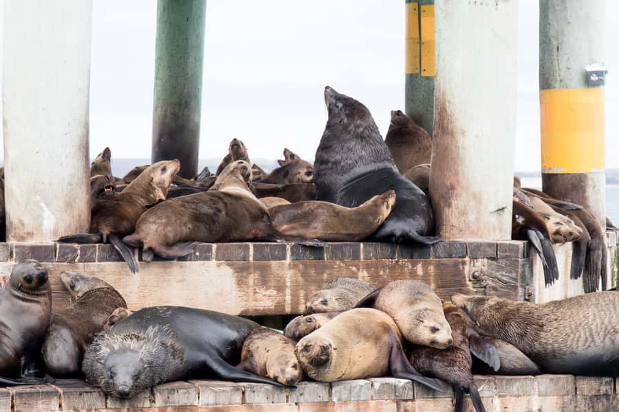 Queenscliff: 1.5hr Harbour Wildlife Sightseeing Cruise Tour - The history angle along Queenscliff’s coast