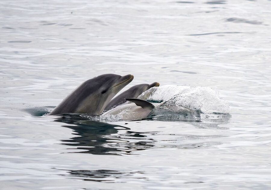 Queenscliff: 1.5hr Harbour Wildlife Sightseeing Cruise Tour - Port Phillip Heads Marine National Park: why you are paying attention to the water