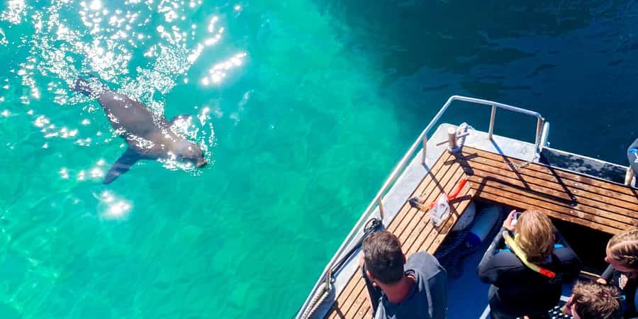Queenscliff: 1.5hr Harbour Wildlife Sightseeing Cruise Tour - The $84 price check: what you actually get for your money