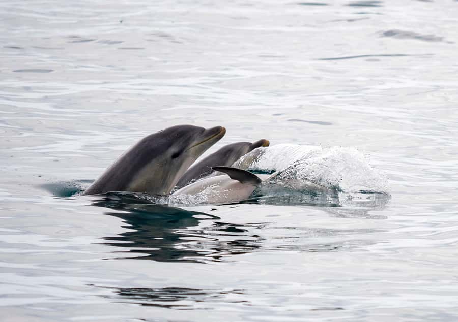 Queenscliff: 1.5hr Harbour Wildlife Sightseeing Cruise Tour - Where to meet in Queenscliff Harbour, and how to keep the day smooth