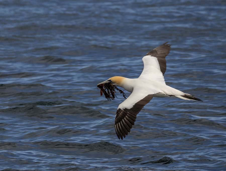 Queenscliff: 1.5hr Harbour Wildlife Sightseeing Cruise Tour - FAQ
