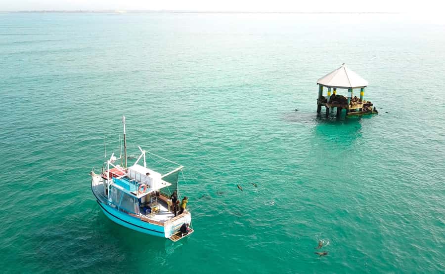 Queenscliff Harbour: 3.5hr Seal & Dolphin Snorkelling Tour - Key things to know before you go