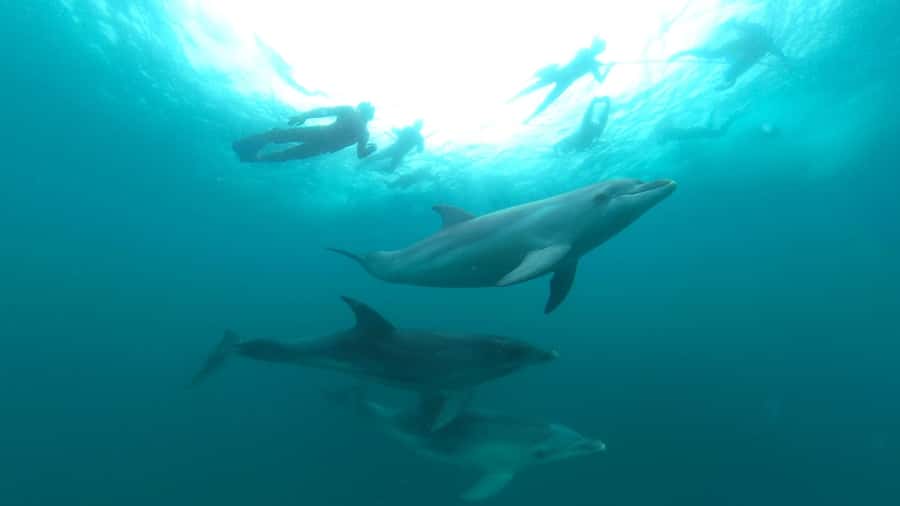 Queenscliff Harbour: 3.5hr Seal & Dolphin Snorkelling Tour - Who this tour suits best, and who should skip it