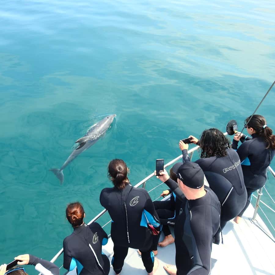 Queenscliff Harbour: 3.5hr Seal & Dolphin Snorkelling Tour - Queenscliff Harbour, then right into Port Phillip Bay