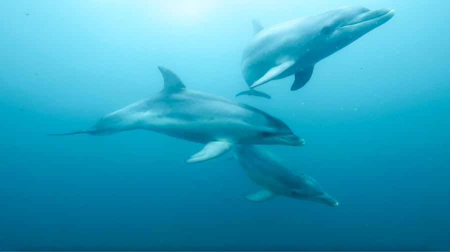 Queenscliff Harbour: 3.5hr Seal & Dolphin Snorkelling Tour - Chinaman’s Hat: swimming close to young Australian fur seals